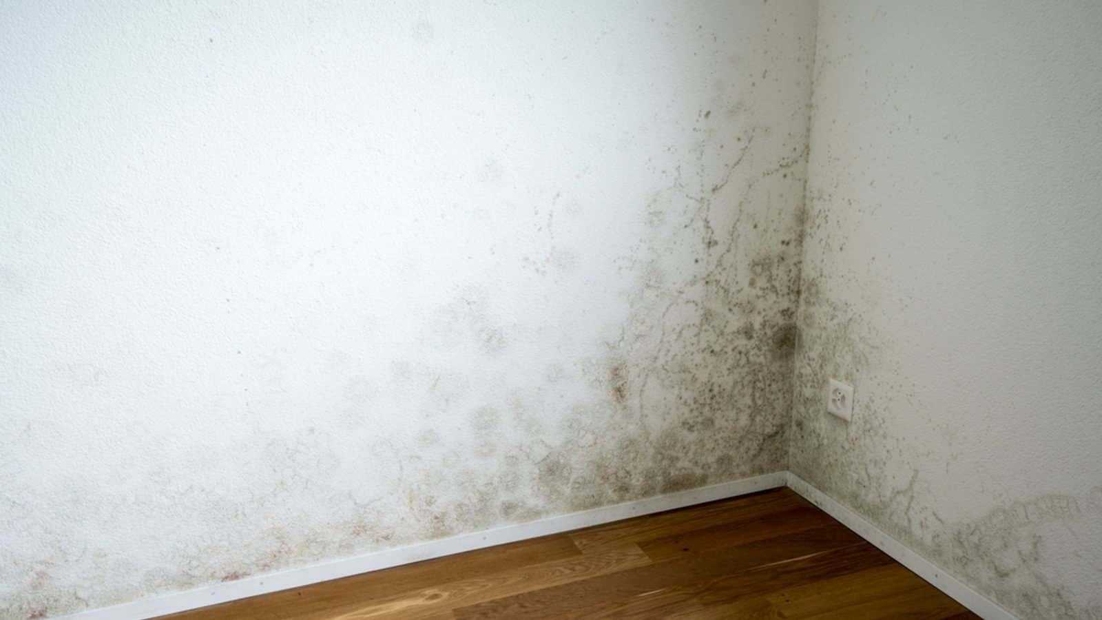 Schimmel hat unterschiedliche Erscheinungsbilder. Klicken Sie sich durch unsere Bildergalerie.Foto: makasana photo / shutterstock.com Schimmel hat unterschiedliche Erscheinungsbilder. Klicken Sie sich durch unsere Bildergalerie.Foto: makasana photo / shutterstock.com