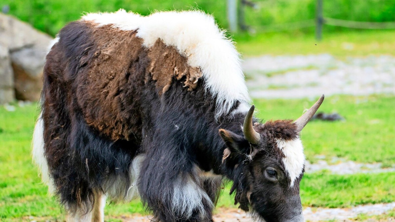 In der Stuttgarter Wilhelma ist ein Yak-Weibchen neu eingezogen.Foto: Birger Meierjohann