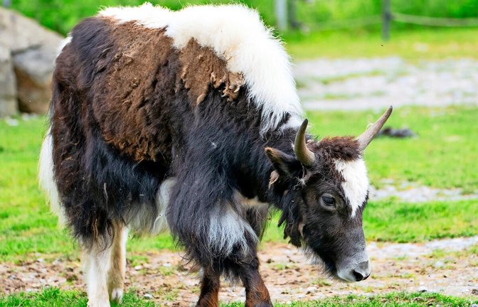 In der Stuttgarter Wilhelma ist ein Yak-Weibchen neu eingezogen.<span class='image-autor'>Foto: Birger Meierjohann</span>
