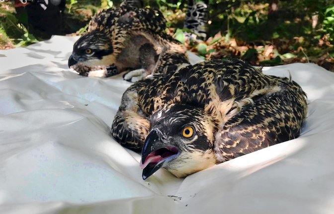 Äußerlich lassen sich die beiden Jungvögel Balbü (vorne) und Kju (hinten) kaum  auseinanderhalten.<span class='image-autor'>Foto: Nabu/Ann-Kathrin Mertz</span>