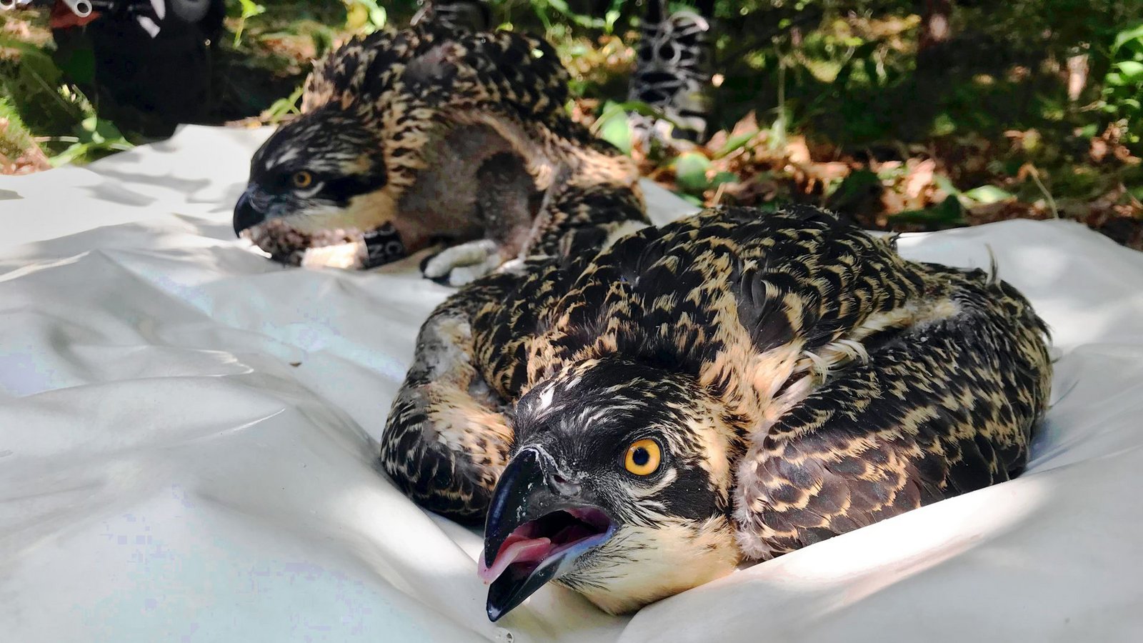 Äußerlich lassen sich die beiden Jungvögel Balbü (vorne) und Kju (hinten) kaum auseinanderhalten.Foto: Nabu/Ann-Kathrin Mertz Äußerlich lassen sich die beiden Jungvögel Balbü (vorne) und Kju (hinten) kaum auseinanderhalten.Foto: Nabu/Ann-Kathrin Mertz