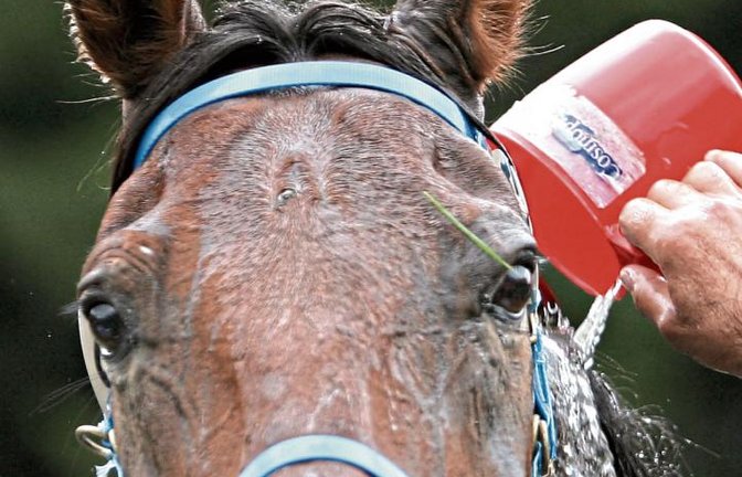Die Wasserdusche zur Kühlung für das Pferd hat auch für den Reiter eine Bewandtnis. „Solange das Pferd abtrocknet beim Reiten, weiß ich, dass alles in Ordnung ist“, sagt Distanzreiterin Maren Röhm aus Ensingen. Fotos: ddp, Nachreiner