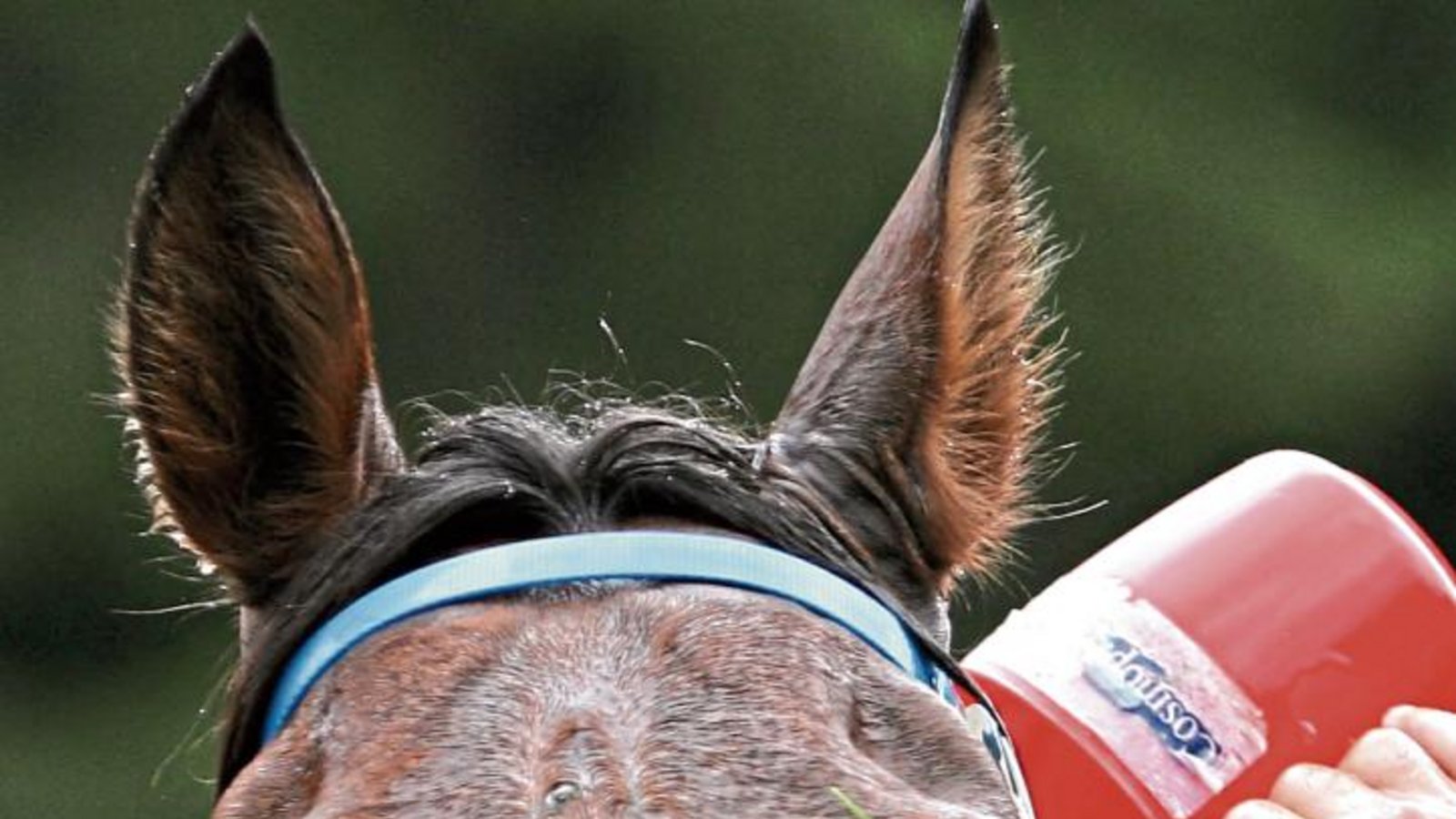 Die Wasserdusche zur Kühlung für das Pferd hat auch für den Reiter eine Bewandtnis. „Solange das Pferd abtrocknet beim Reiten, weiß ich, dass alles in Ordnung ist“, sagt Distanzreiterin Maren Röhm aus Ensingen. Fotos: ddp, Nachreiner