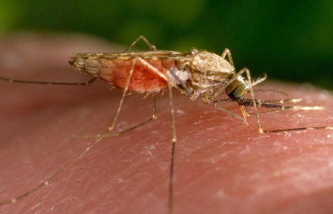 Malaria-Überträger: die Anopheles-Mücke<span class='image-autor'>Foto: dpa/James Gathany</span>