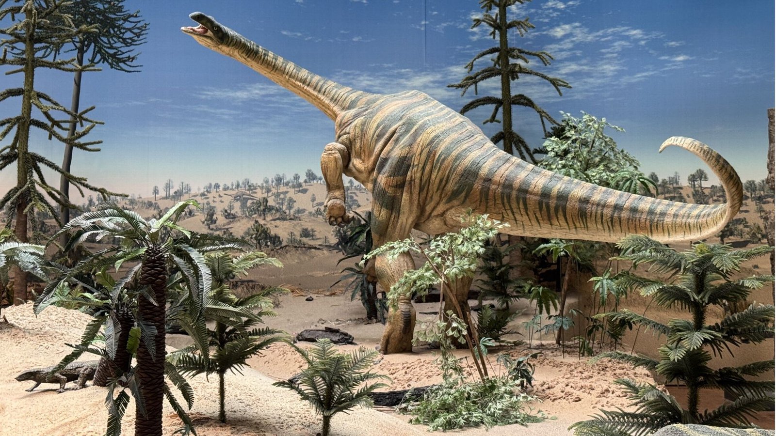 Der Dinosaurier Plateosaurus lebte während der Triaszeit in Südwestdeutschland.Foto: Naturkundemuseum Stuttgart/M. Rech Der Dinosaurier Plateosaurus lebte während der Triaszeit in Südwestdeutschland.Foto: Naturkundemuseum Stuttgart/M. Rech