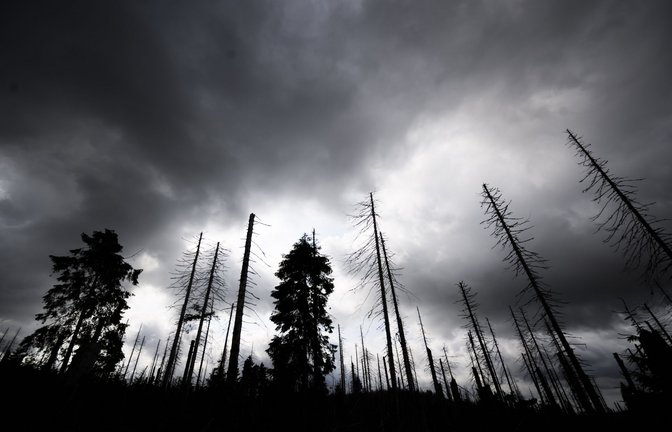 Auch der Zustand der Wälder macht den Klimaexperten Sorgen. Denn sie sollen CO2  speichern, leiden aber gleichzeitig unter den Klimaveränderungen.<span class='image-autor'>Foto: picture alliance/dpa/Julian Stratenschulte</span>