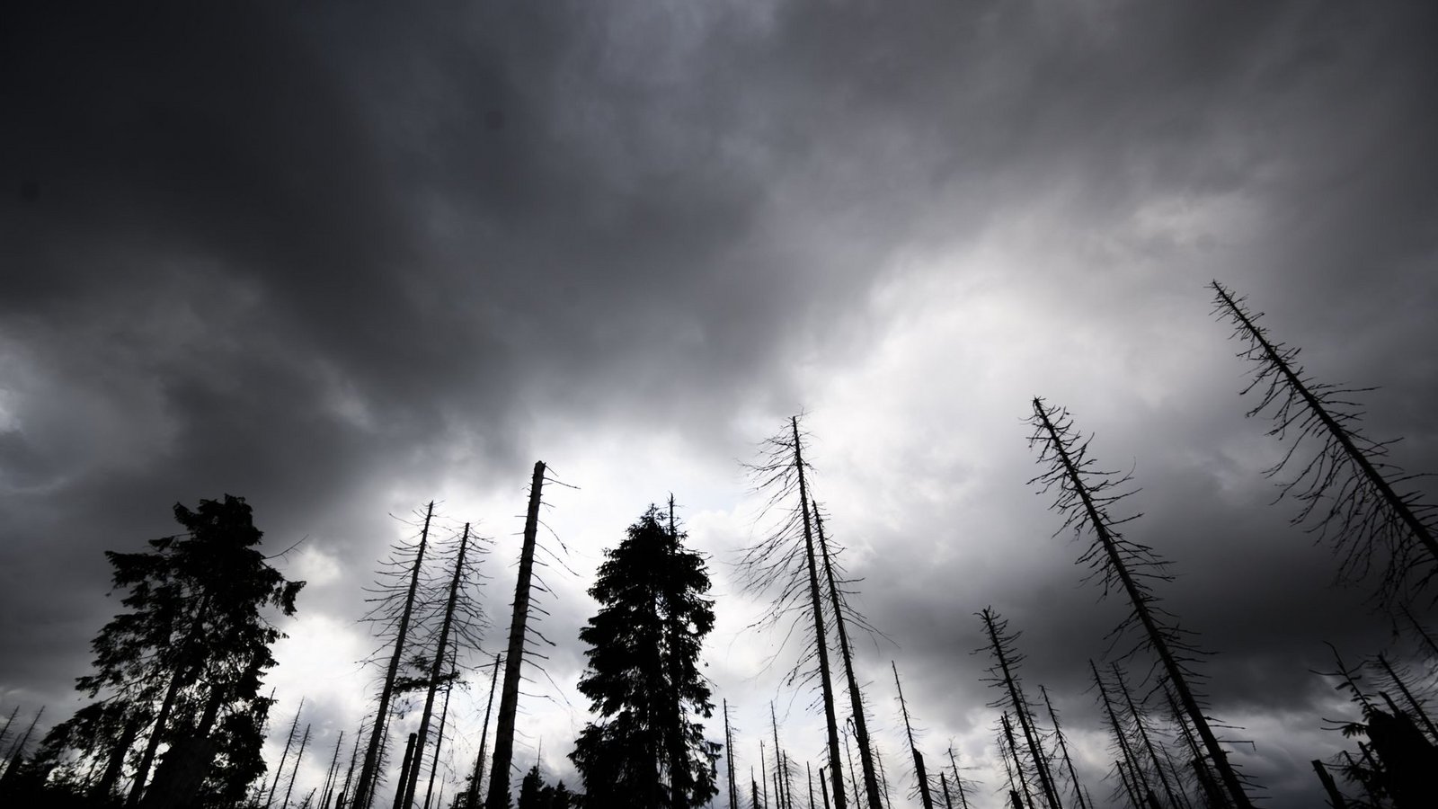 Auch der Zustand der Wälder macht den Klimaexperten Sorgen. Denn sie sollen CO2 speichern, leiden aber gleichzeitig unter den Klimaveränderungen.Foto: picture alliance/dpa/Julian Stratenschulte Auch der Zustand der Wälder macht den Klimaexperten Sorgen. Denn sie sollen CO2 speichern, leiden aber gleichzeitig unter den Klimaveränderungen.Foto: picture alliance/dpa/Julian Stratenschulte