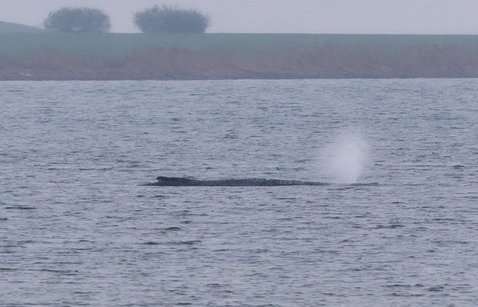 Der Buckelwal ist stark geschwächt.<span class='image-autor'>Foto: Marcus Golejewski/dpa</span>