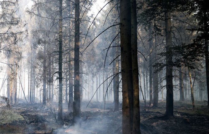 Für die Bewohner des Waldes ist ein Brand besonders schlimm. Wo nur noch Asche übrig ist, können Tiere oft nicht mehr leben. (Symbolbild)<span class='image-autor'>Christoph Reichwein/dpa</span>