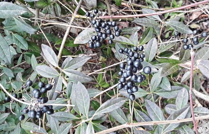 Überraschung: Der Liguster ist weder langweilig noch ein Exot.  Foto: Rücker
