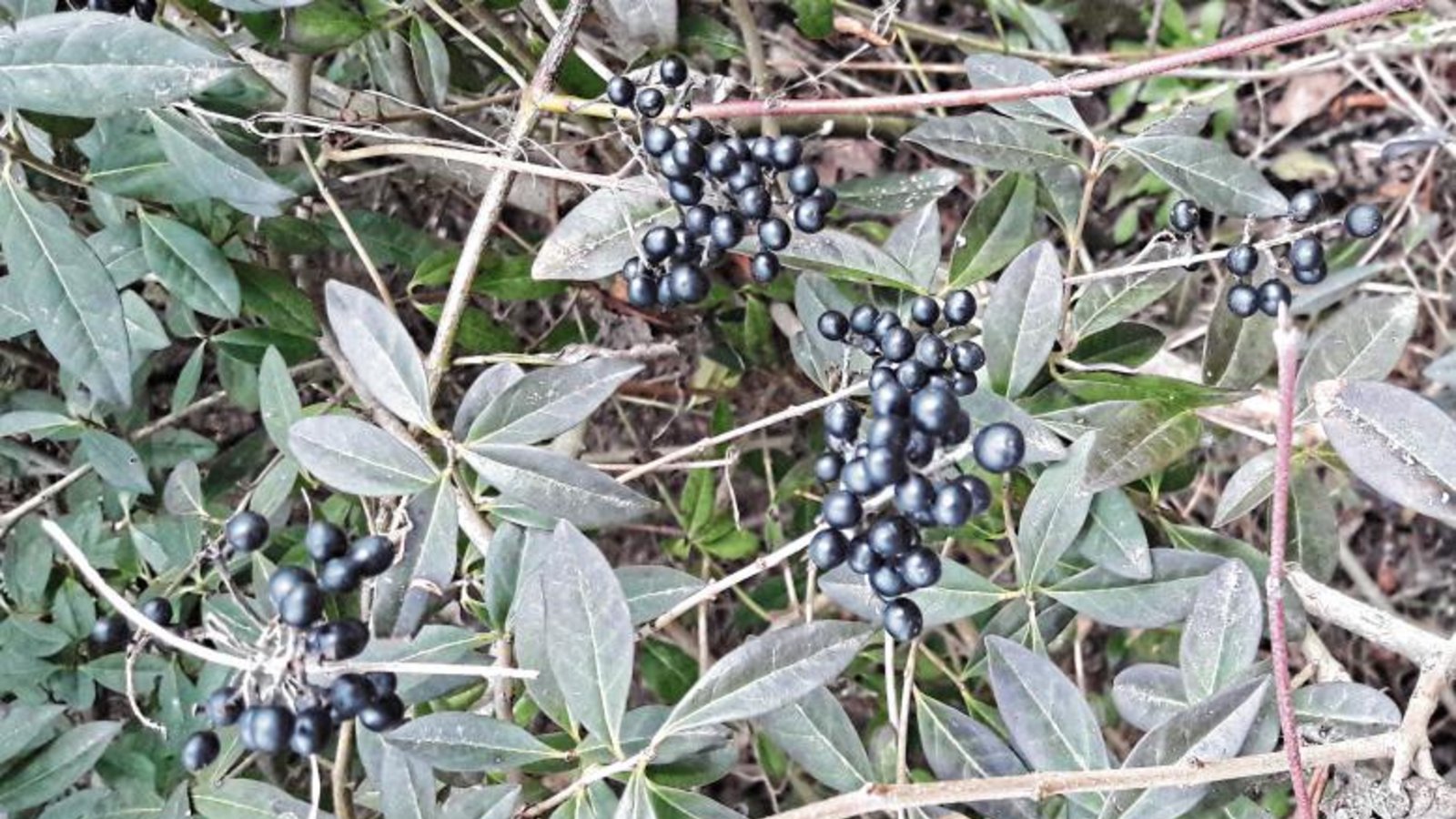 Überraschung: Der Liguster ist weder langweilig noch ein Exot.  Foto: Rücker