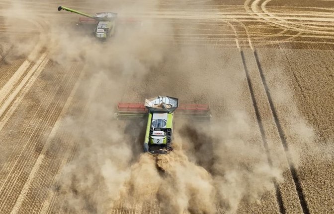 Die Landwirte in der Magdeburger Börde rechnen mit einem mäßigen Ertrag. Durch die extreme Hitze wird bis zu 20 Prozent weniger geerntet.<span class='image-autor'>Peter Gercke/dpa</span>