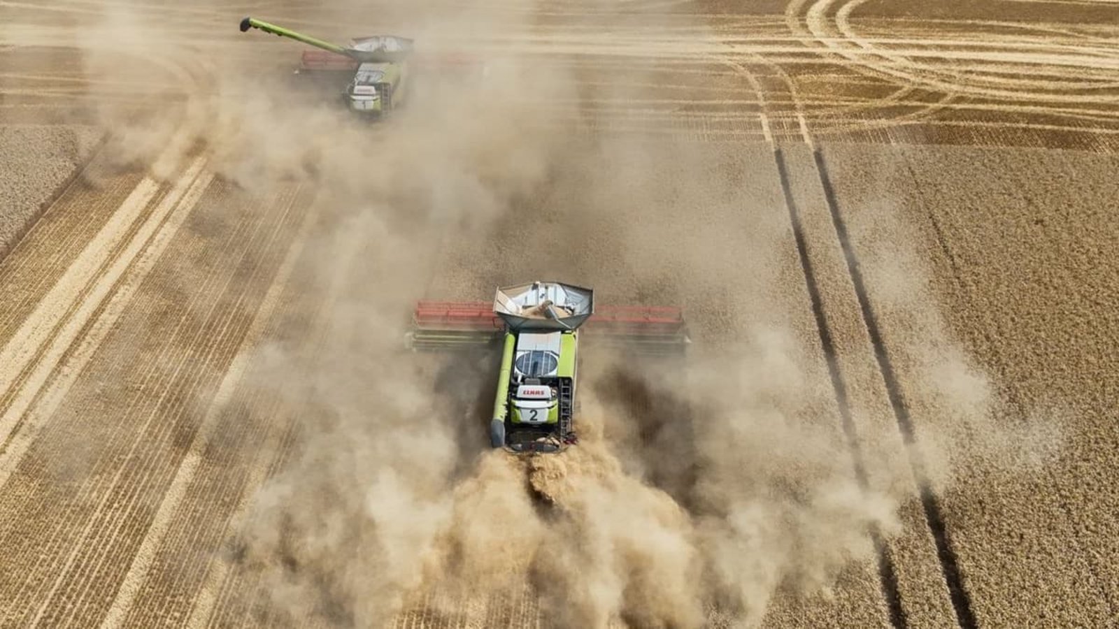 Die Landwirte in der Magdeburger Börde rechnen mit einem mäßigen Ertrag. Durch die extreme Hitze wird bis zu 20 Prozent weniger geerntet.Peter Gercke/dpa Die Landwirte in der Magdeburger Börde rechnen mit einem mäßigen Ertrag. Durch die extreme Hitze wird bis zu 20 Prozent weniger geerntet.Peter Gercke/dpa