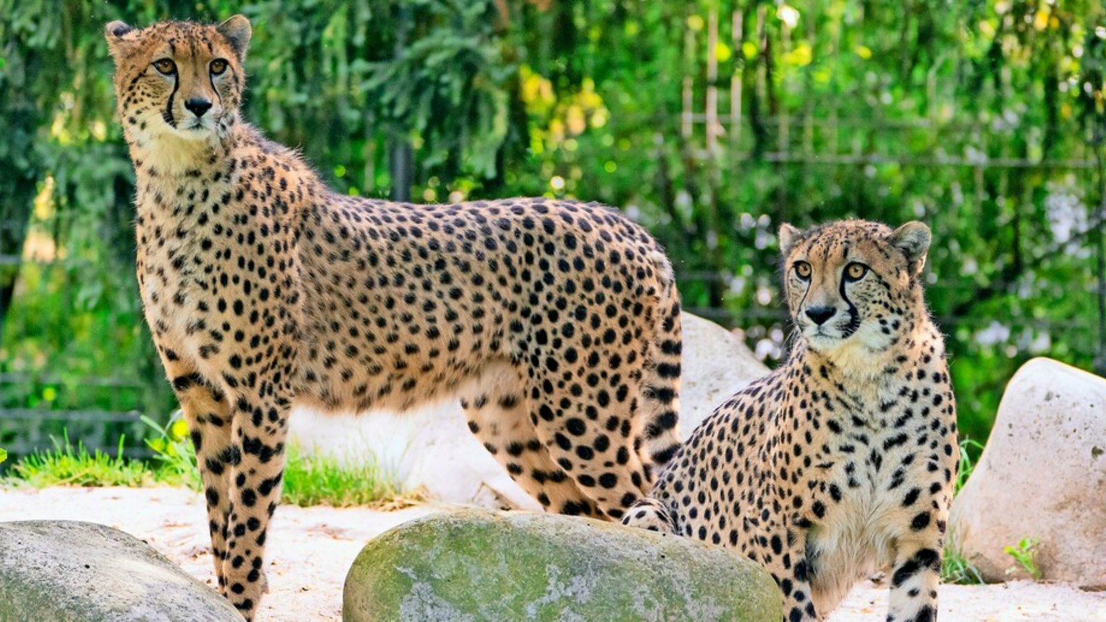 Die Gepardenbrüder Sam und Frodo sind neu in der Wilhelma.Foto: Birger Meierjohann