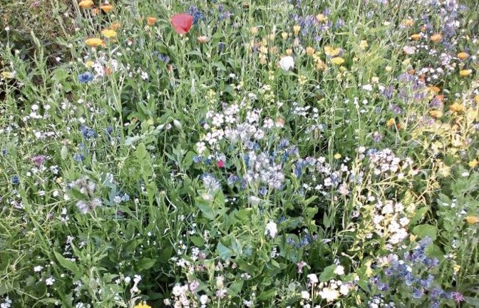 Rainer Seitz aus Enzweihingen freut sich über die Blumenwiesen aus der Imker-Mischung, die schon mehrere Jahre bei ihm wächst. Er müsse nur noch stellenweise nachsäen und es sei „traumhaft, wie viel Insekten-Leben sich da einstellt“.