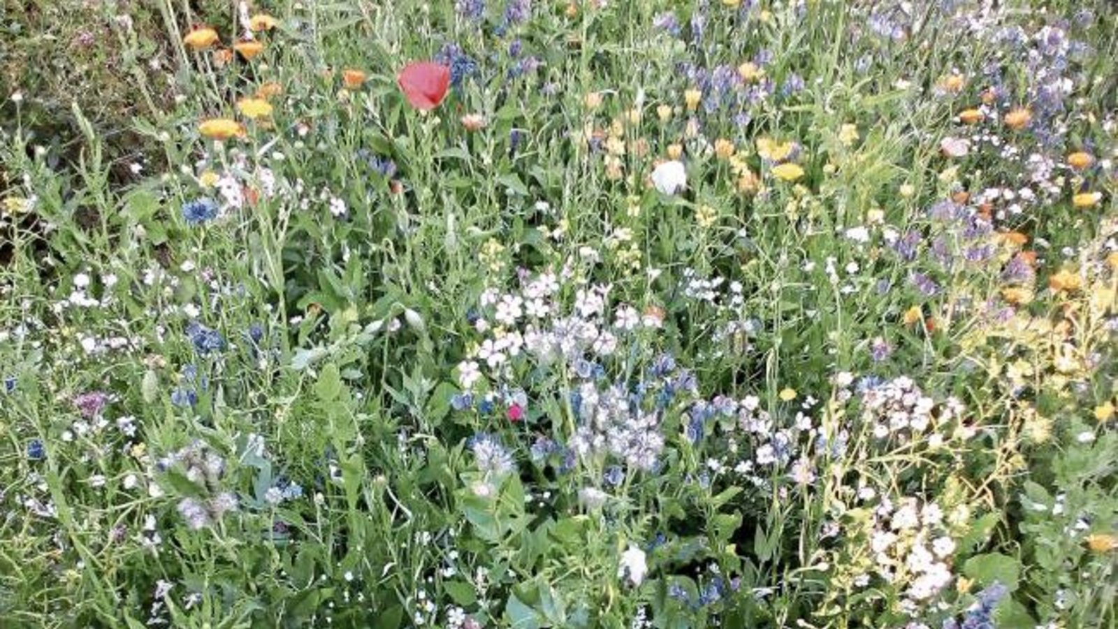 Rainer Seitz aus Enzweihingen freut sich über die Blumenwiesen aus der Imker-Mischung, die schon mehrere Jahre bei ihm wächst. Er müsse nur noch stellenweise nachsäen und es sei „traumhaft, wie viel Insekten-Leben sich da einstellt“. Rainer Seitz aus Enzweihingen freut sich über die Blumenwiesen aus der Imker-Mischung, die schon mehrere Jahre bei ihm wächst. Er müsse nur noch stellenweise nachsäen und es sei „traumhaft, wie viel Insekten-Leben sich da einstellt“.
