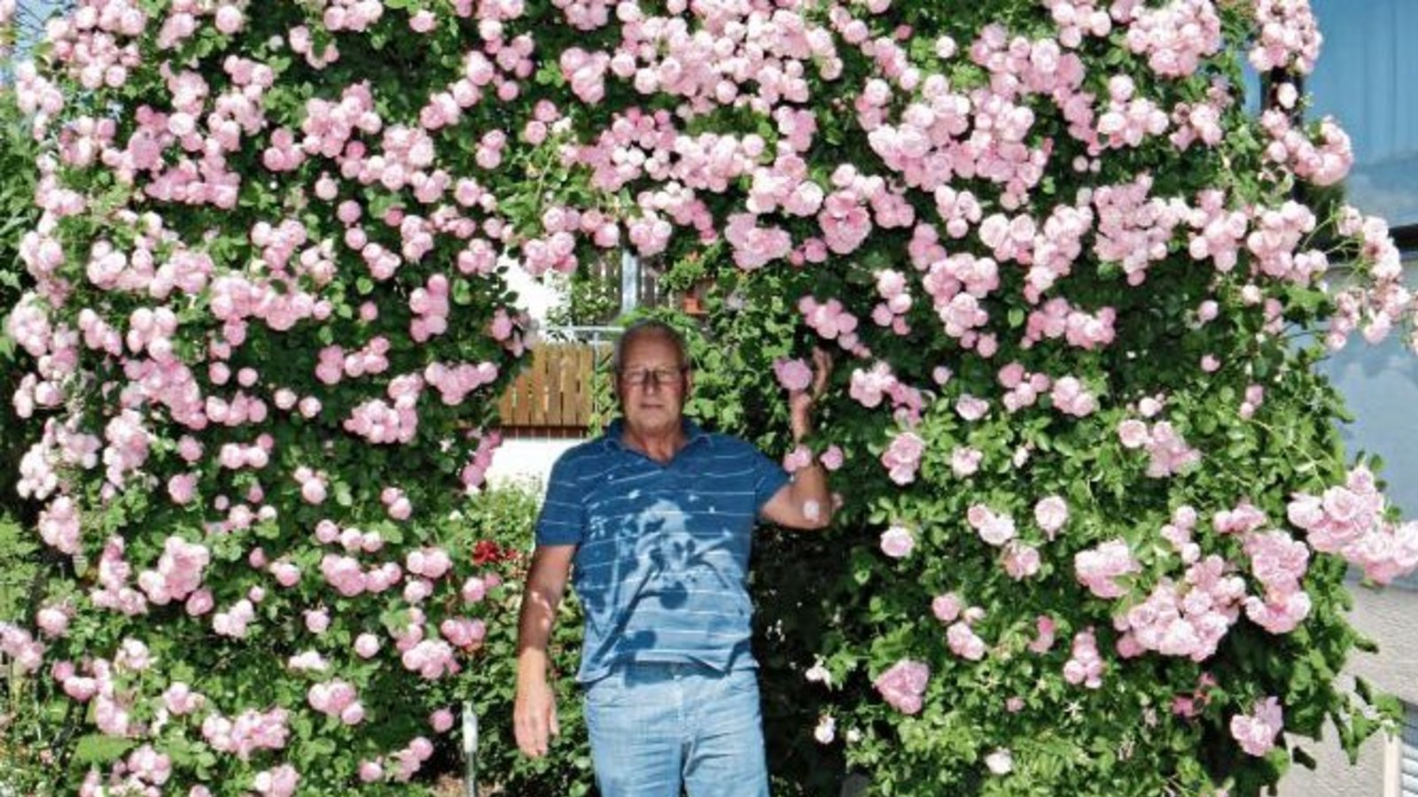 Erich Hangstörfer aus Aurich unter einem Teil seiner Rosenpracht im Vorgarten. 50 Rosenstöcke hegt er dort. „Schotter kommt mir nicht in den Garten“, sagt er. Foto: Rücker Erich Hangstörfer aus Aurich unter einem Teil seiner Rosenpracht im Vorgarten. 50 Rosenstöcke hegt er dort. „Schotter kommt mir nicht in den Garten“, sagt er. Foto: Rücker