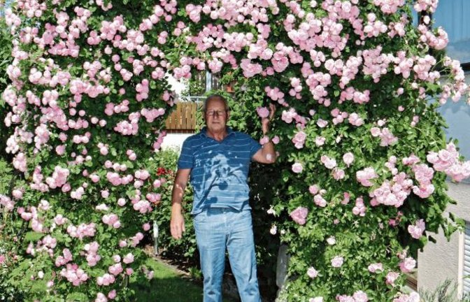 Erich Hangstörfer aus Aurich unter einem Teil seiner Rosenpracht im Vorgarten. 50 Rosenstöcke hegt er dort. „Schotter kommt mir nicht in den Garten“, sagt er.  Foto: Rücker