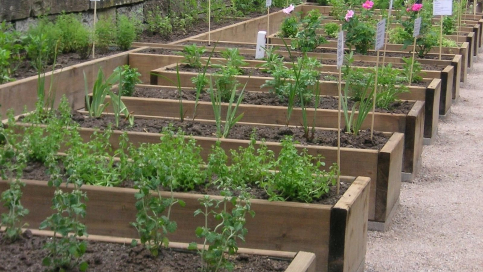 Kräutergarten im Kloster Maulbronn. Foto: SSG