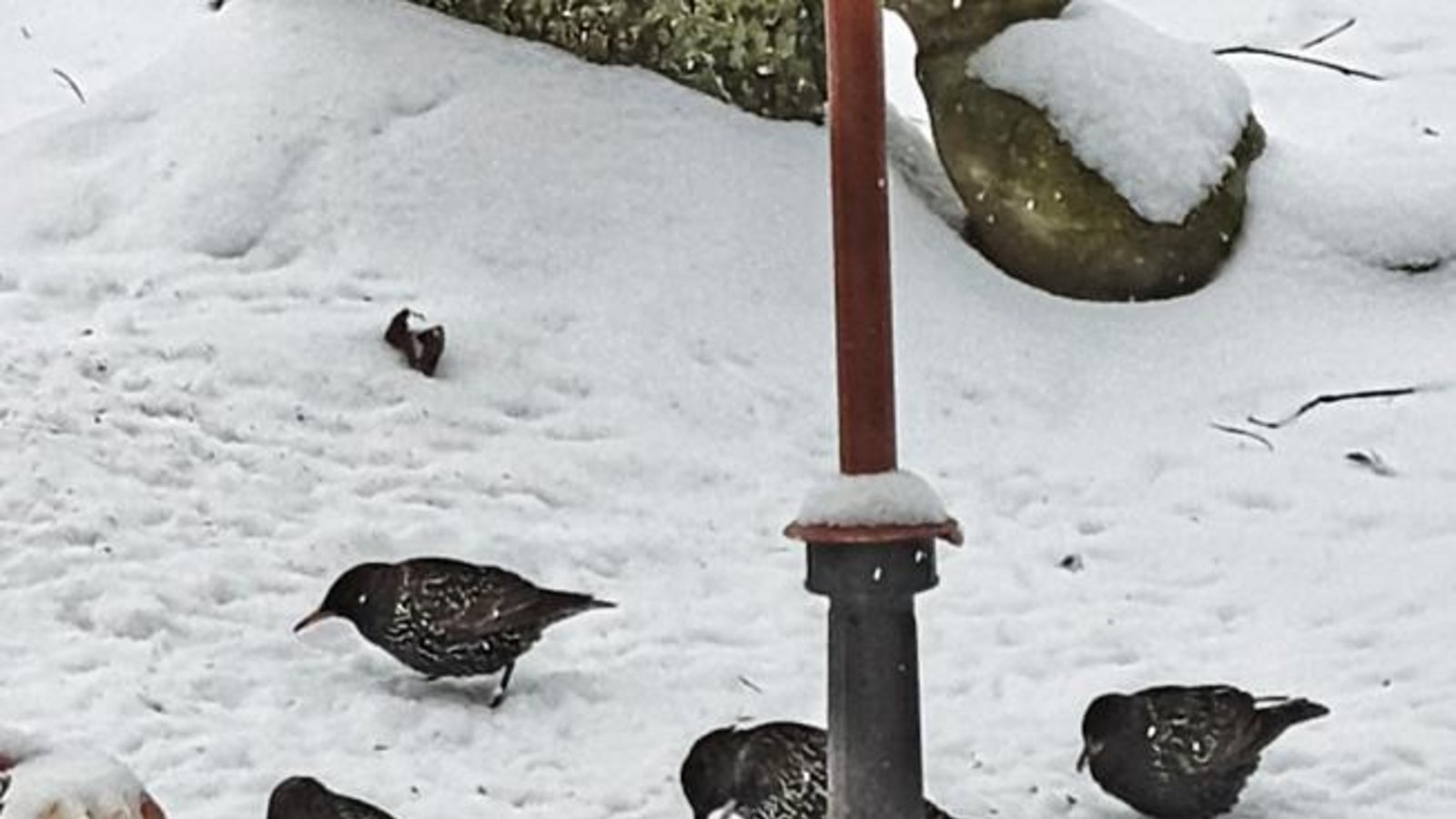 „Unglaublich – noch nicht mal Mitte Februar, und die ersten Stare sind schon da!“, schrieb Angelika Lange aus Aurich in der vergangenen Woche zu ihrem Foto. „Unglaublich – noch nicht mal Mitte Februar, und die ersten Stare sind schon da!“, schrieb Angelika Lange aus Aurich in der vergangenen Woche zu ihrem Foto.