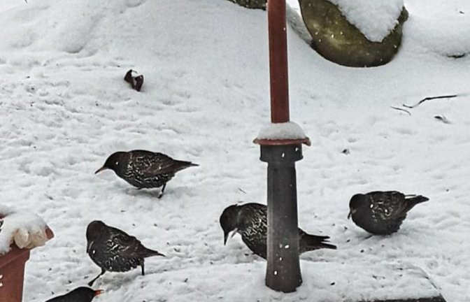 „Unglaublich – noch nicht mal Mitte Februar, und die ersten Stare sind schon da!“, schrieb Angelika Lange aus Aurich in der vergangenen Woche zu ihrem Foto.