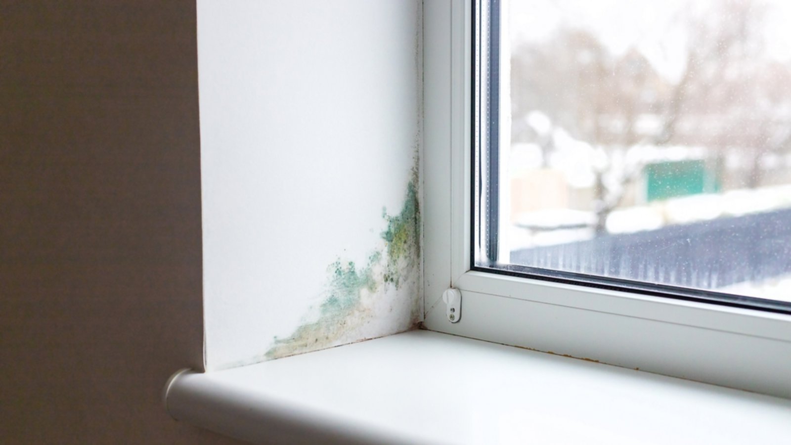 Grüner Schimmelfleck am Fenster.Foto: Tatevosian Yana / shutterstock.com Grüner Schimmelfleck am Fenster.Foto: Tatevosian Yana / shutterstock.com