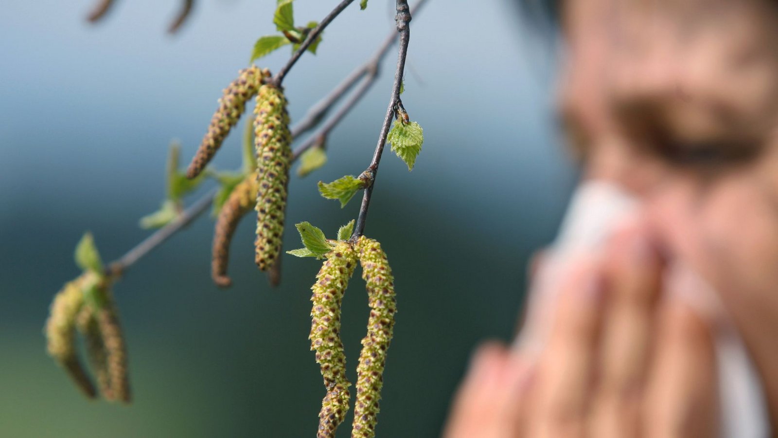 Wegen der milden Temperaturen der vergangenen Tage fliegen an manchen Orten in Deutschland bereits Hasel- und Erlenpollen (Symbolfoto).Foto: picture-alliance/ dpa/Karl-Josef Hildenbrand Wegen der milden Temperaturen der vergangenen Tage fliegen an manchen Orten in Deutschland bereits Hasel- und Erlenpollen (Symbolfoto).Foto: picture-alliance/ dpa/Karl-Josef Hildenbrand