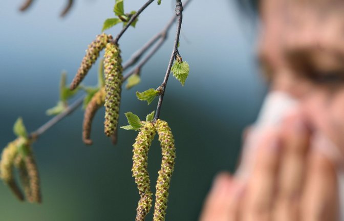 Wegen der milden Temperaturen der vergangenen Tage fliegen an manchen Orten in Deutschland bereits Hasel- und Erlenpollen (Symbolfoto).<span class='image-autor'>Foto: picture-alliance/ dpa/Karl-Josef Hildenbrand</span>