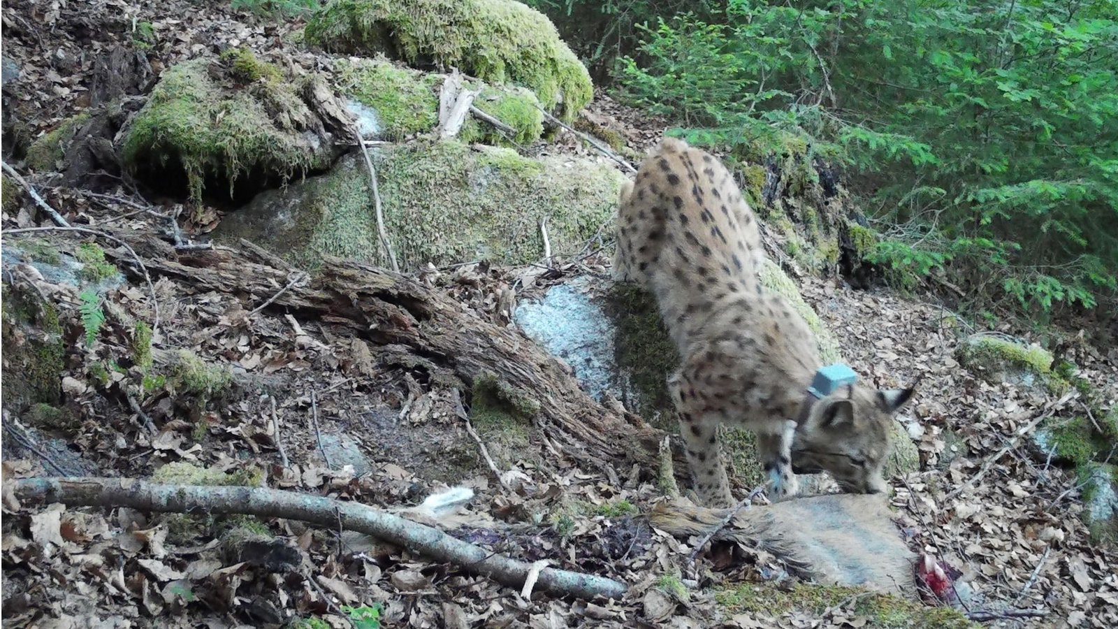 Der Luchs Toni lebt schon seit vier Jahren im Nordschwarzwald – jetzt bekommt er eine Gefährtin.Foto: Martin Hauser Der Luchs Toni lebt schon seit vier Jahren im Nordschwarzwald – jetzt bekommt er eine Gefährtin.Foto: Martin Hauser