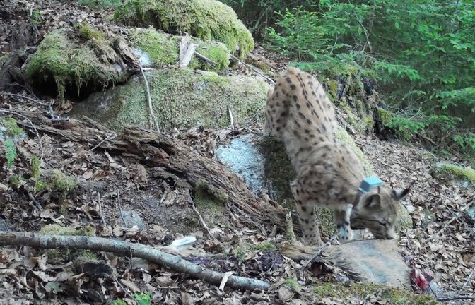 Der Luchs Toni lebt schon seit vier Jahren im Nordschwarzwald – jetzt bekommt er eine Gefährtin.<span class='image-autor'>Foto: Martin Hauser</span>