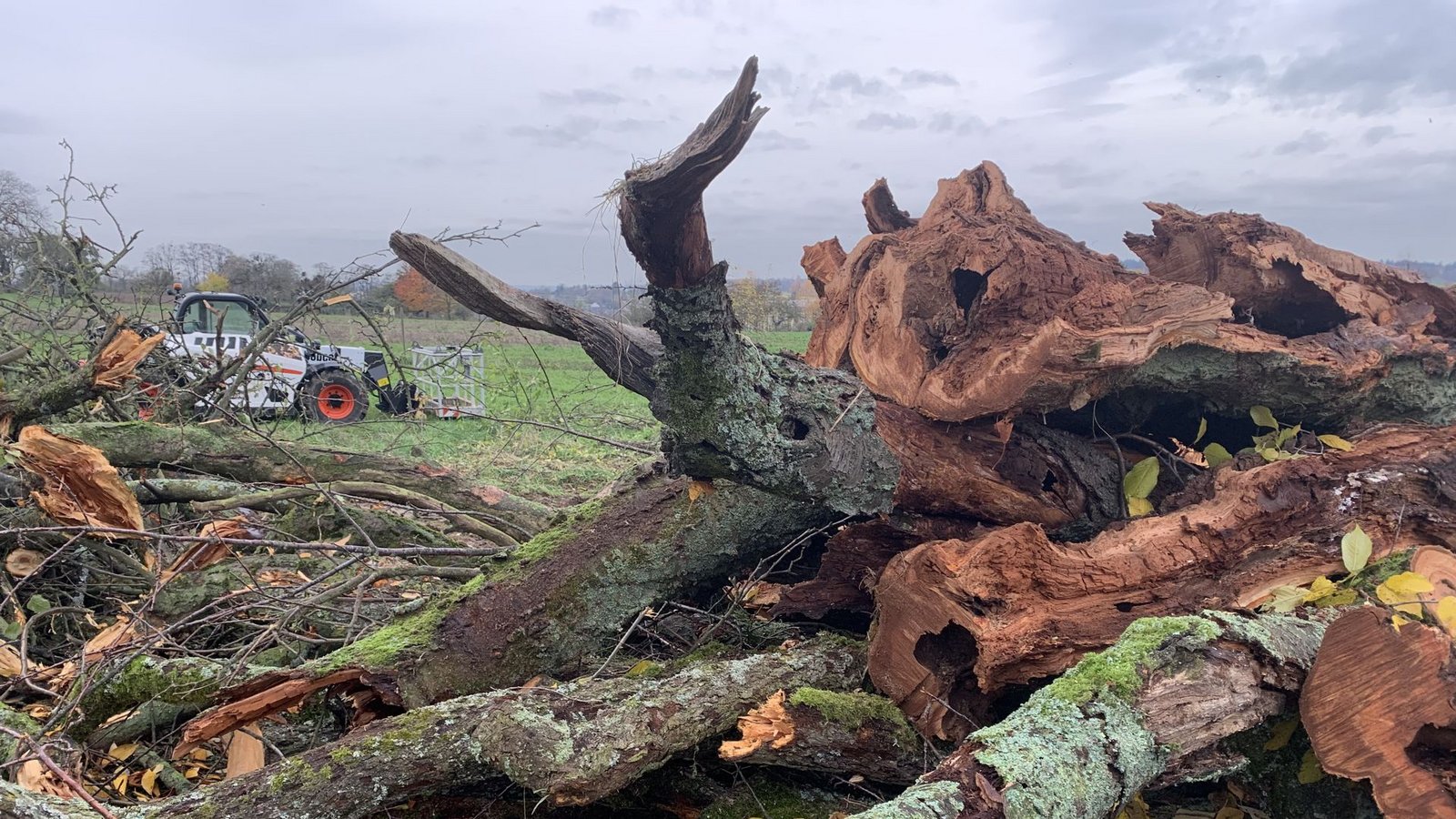 Das Totholz auf der Brettener Streuobstwiese muss erst einmal liegen bleiben. Ob hier jemals ein Gewerbegebiet entsteht, ist offen.Foto: Nabu BW Das Totholz auf der Brettener Streuobstwiese muss erst einmal liegen bleiben. Ob hier jemals ein Gewerbegebiet entsteht, ist offen.Foto: Nabu BW