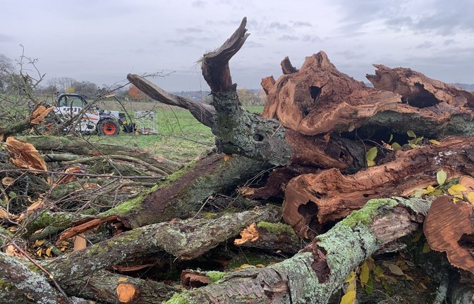 Das Totholz auf der Brettener Streuobstwiese muss erst einmal liegen bleiben. Ob hier jemals ein Gewerbegebiet entsteht, ist offen.<span class='image-autor'>Foto: Nabu BW</span>