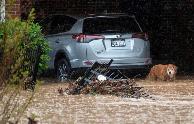Die 16-jährige Gertie blickt in Huntington auf den überfluteten Hof ihrer Besitzer. Der Bürgermeister der Stadt im US-Bundesstaat West Virginia hat nach dem zweiten großen Hochwasser innerhalb von neun Monaten den Notstand ausgerufen.<span class='image-autor'>Foto: Sholten Singer/The Herald-Dispatch via AP/dpa</span>