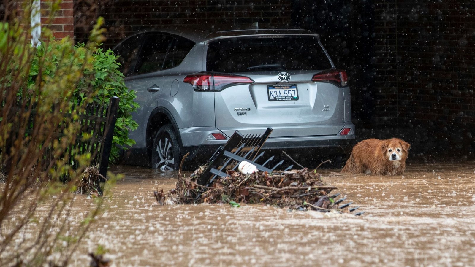 Die 16-jährige Gertie blickt in Huntington auf den überfluteten Hof ihrer Besitzer. Der Bürgermeister der Stadt im US-Bundesstaat West Virginia hat nach dem zweiten großen Hochwasser innerhalb von neun Monaten den Notstand ausgerufen.Foto: Sholten Singer/The Herald-Dispatch via AP/dpa
