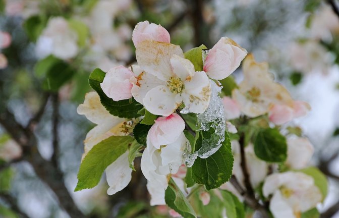 Erfahren Sie, wann die kalte Sophie das Ende der Eisheiligen einläutet. Die aktuellen Prognosen.<span class='image-autor'>Foto: Astrid Gast / shutterstock.com</span>