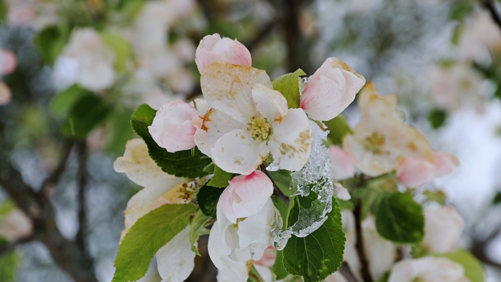 Erfahren Sie, wann die kalte Sophie das Ende der Eisheiligen einläutet. Die aktuellen Prognosen.Foto: Astrid Gast / shutterstock.com