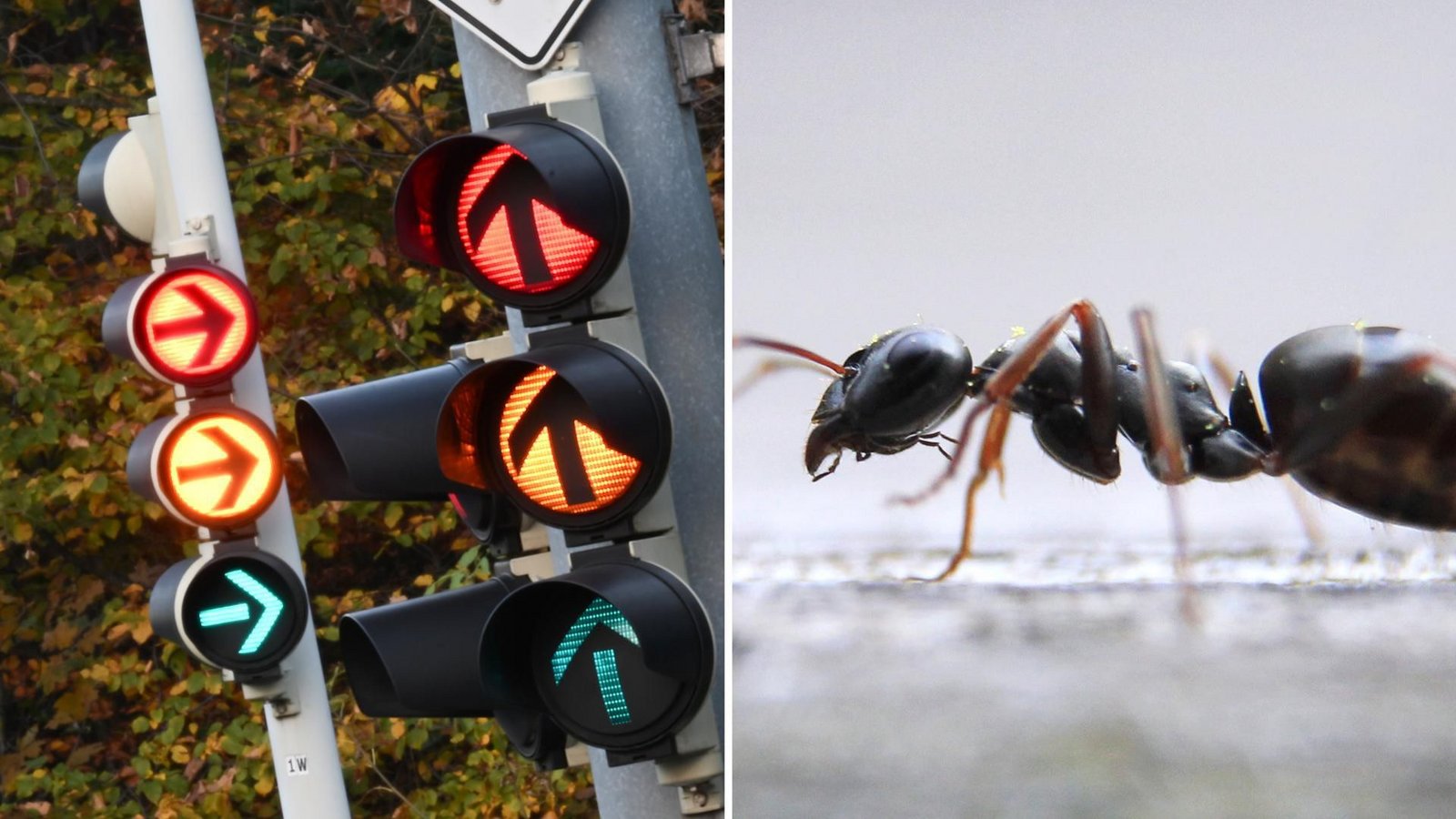 In Karlsruhe funktionierten in diesem Monat an vier Tagen eine Ampel nicht richtig. Schuld waren Ameisen (Symbolbild).Foto: Bernd Weißbrod/dpa/Hildenbrand