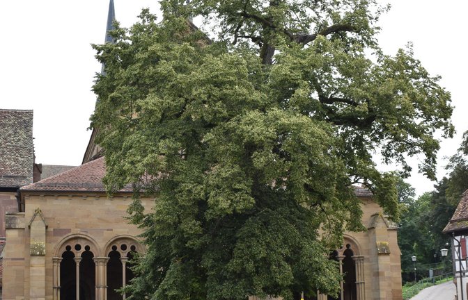 Die Friedenslinde im Kloster Maulbronn erhält Unterstützung der Schlossgärtner.  <span class='image-autor'>Foto: Archiv</span>