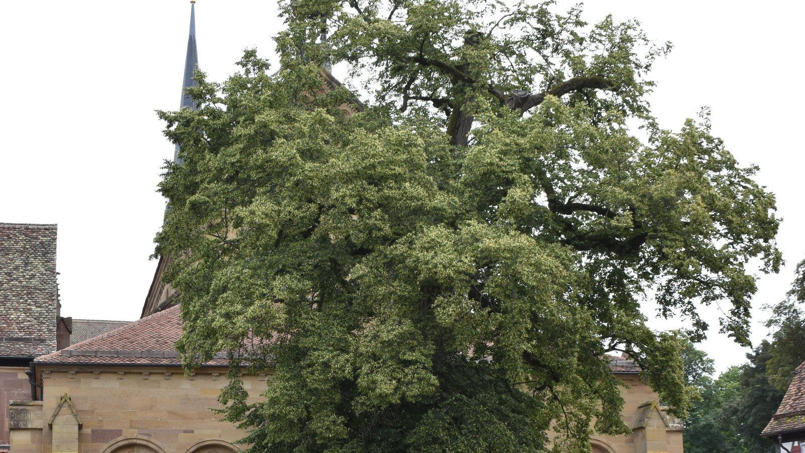 Die Friedenslinde im Kloster Maulbronn erhält Unterstützung der Schlossgärtner. Foto: Archiv Die Friedenslinde im Kloster Maulbronn erhält Unterstützung der Schlossgärtner. Foto: Archiv