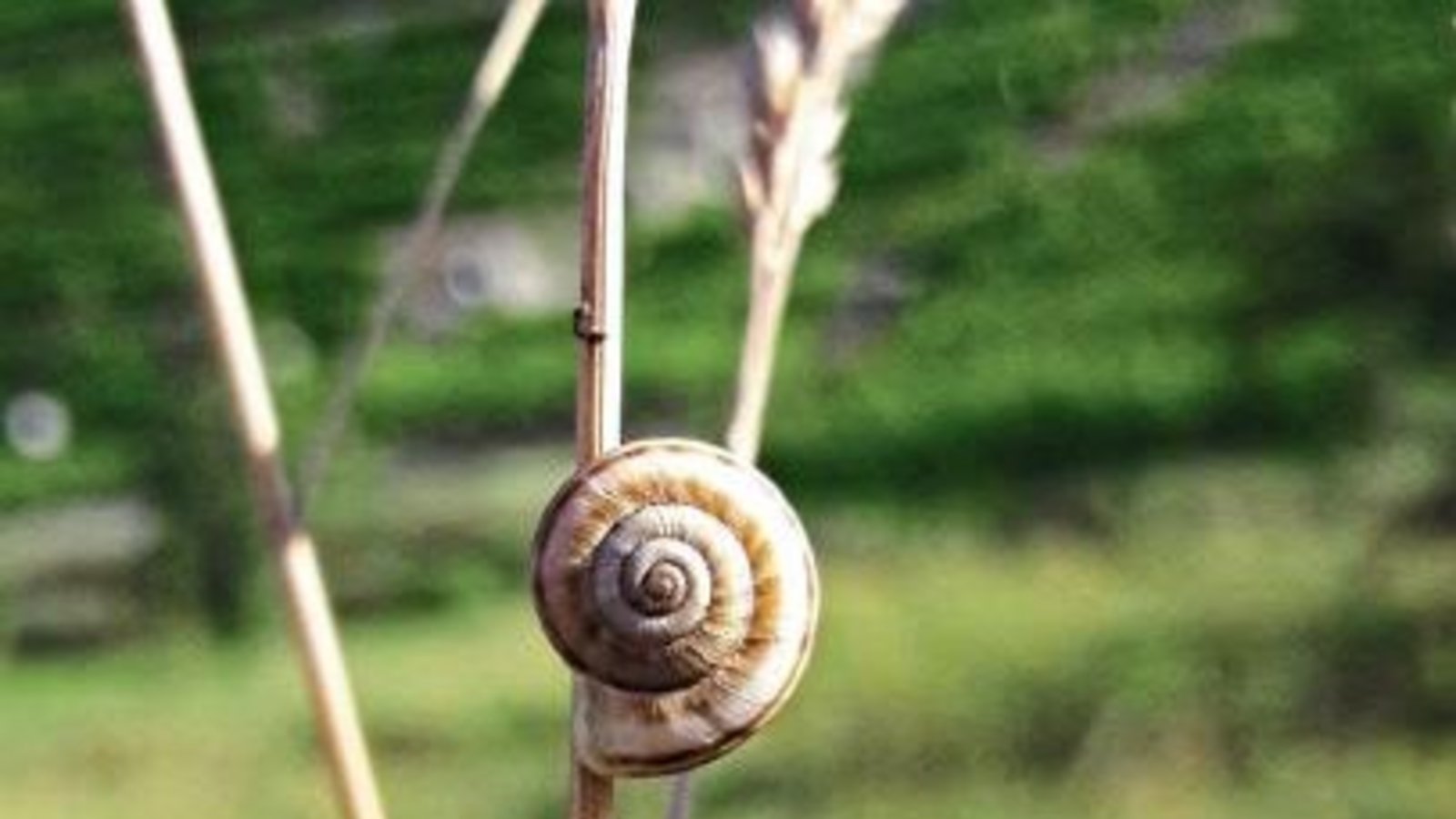 Vor der Roßwager Halde hängt die Heideschnecke bei Hitze, bei Regen geht’s nach unten.  sr