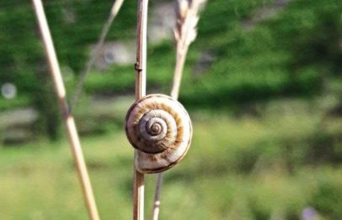 Vor der Roßwager Halde hängt die Heideschnecke bei Hitze, bei Regen geht’s nach unten.  sr