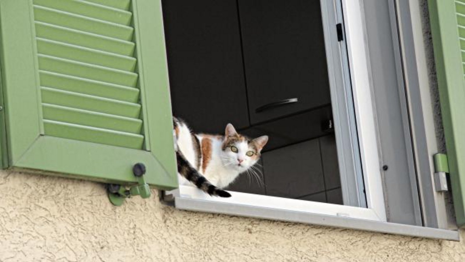 „Ich glaub’, ich geh’ besser mal wieder rein.“ Dieser Mieze am Fenster ist der Zeitungsmann mit der Kamera offenbar etwas unheimlich. Foto: Banholzer „Ich glaub’, ich geh’ besser mal wieder rein.“ Dieser Mieze am Fenster ist der Zeitungsmann mit der Kamera offenbar etwas unheimlich. Foto: Banholzer