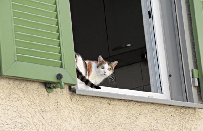 „Ich glaub’, ich geh’ besser mal wieder rein.“ Dieser Mieze am Fenster ist der Zeitungsmann mit der Kamera offenbar etwas unheimlich.  Foto: Banholzer