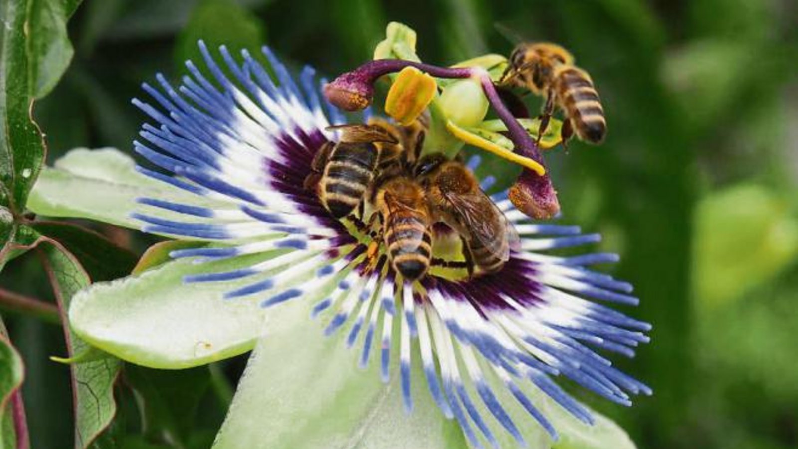 Diese Passionsblume in Häfnerhaslach erfreut nicht nur unseren Leser Erwin Lorch, sondern auch die Bienen in seinem Garten.