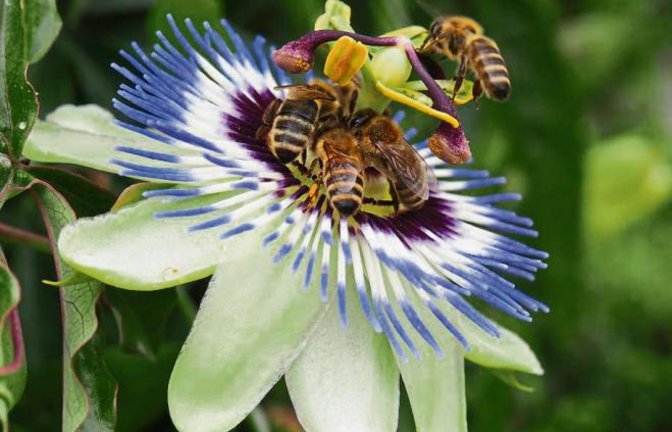 Diese Passionsblume in Häfnerhaslach erfreut nicht nur unseren Leser Erwin Lorch, sondern auch die Bienen in seinem Garten.