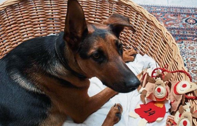 „Gina wartet auf Weihnachten“, schreibt Erwin Lorch aus Häfnerhaslach zu diesem süßen Motiv.