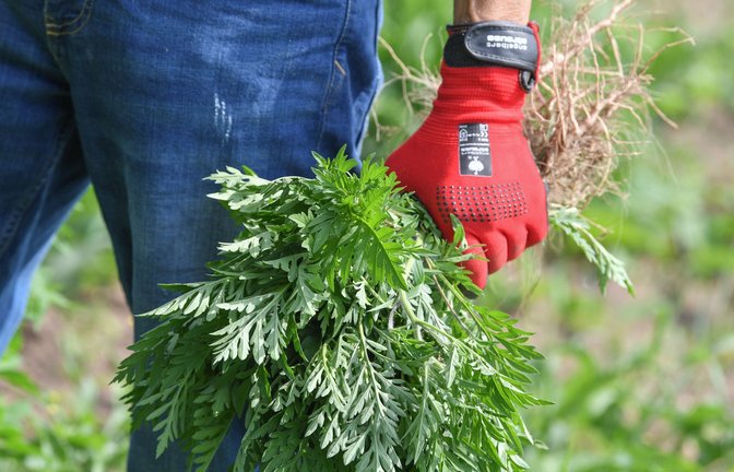 Im Kamp gegen Ambrosia sollten Handschuhe getragen werden (Symbolbild).<span class='image-autor'>Foto: dpa-Zentralbild/Patrick Pleul</span>