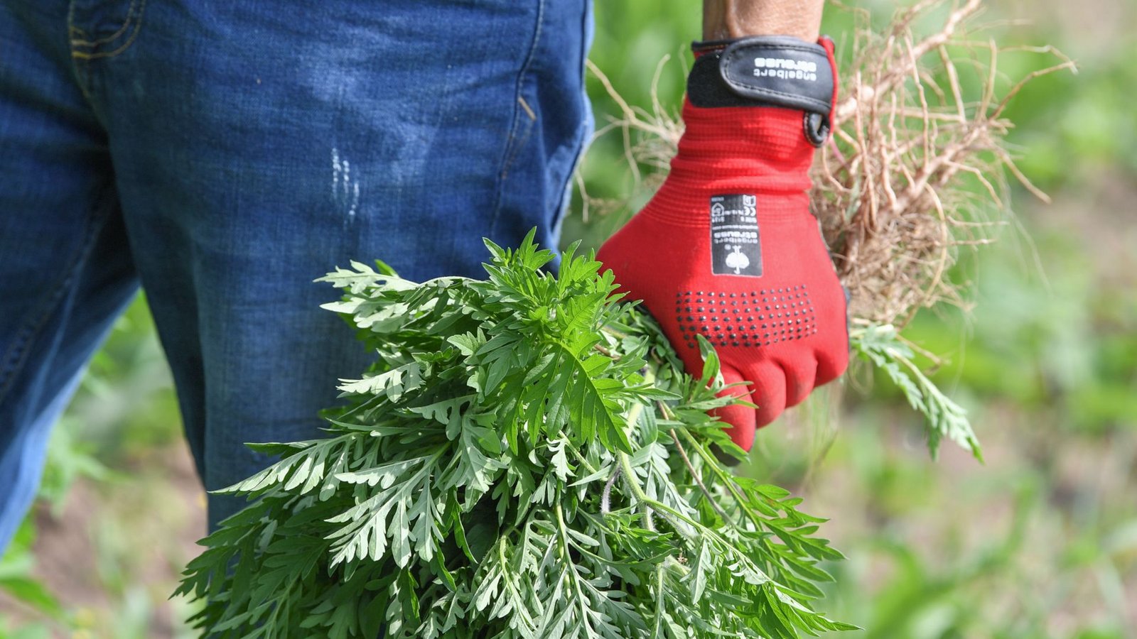 Im Kamp gegen Ambrosia sollten Handschuhe getragen werden (Symbolbild).Foto: dpa-Zentralbild/Patrick Pleul Im Kamp gegen Ambrosia sollten Handschuhe getragen werden (Symbolbild).Foto: dpa-Zentralbild/Patrick Pleul