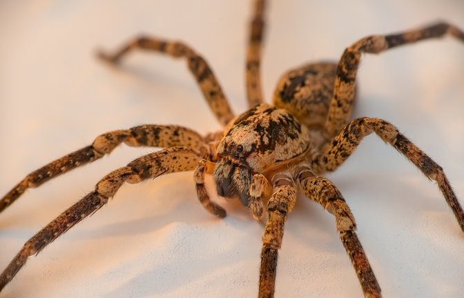 Bitte nicht sofort zuschlagen!<span class='image-autor'>Foto: stefan_suesskow / shutterstock.com</span>