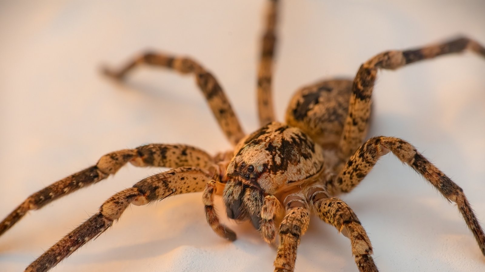 Bitte nicht sofort zuschlagen!Foto: stefan_suesskow / shutterstock.com